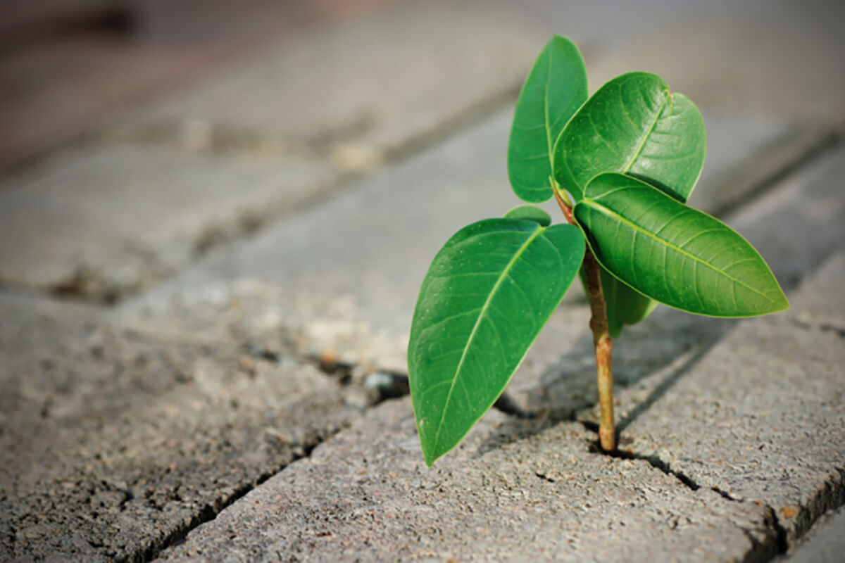 Leia mais sobre o artigo Superando uma crise com planejamento